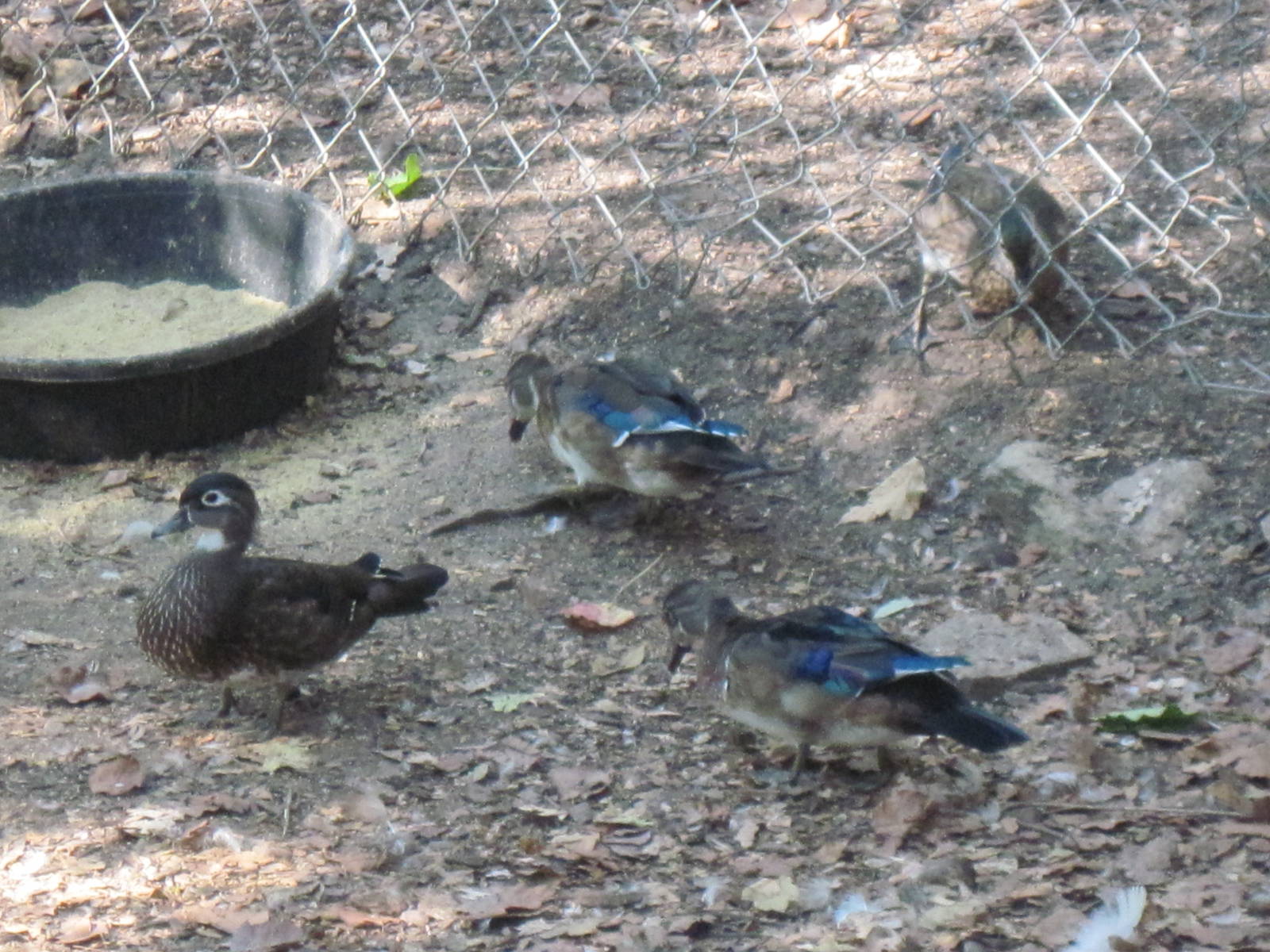Waterfowl Pond-Mallard and Wood Ducks