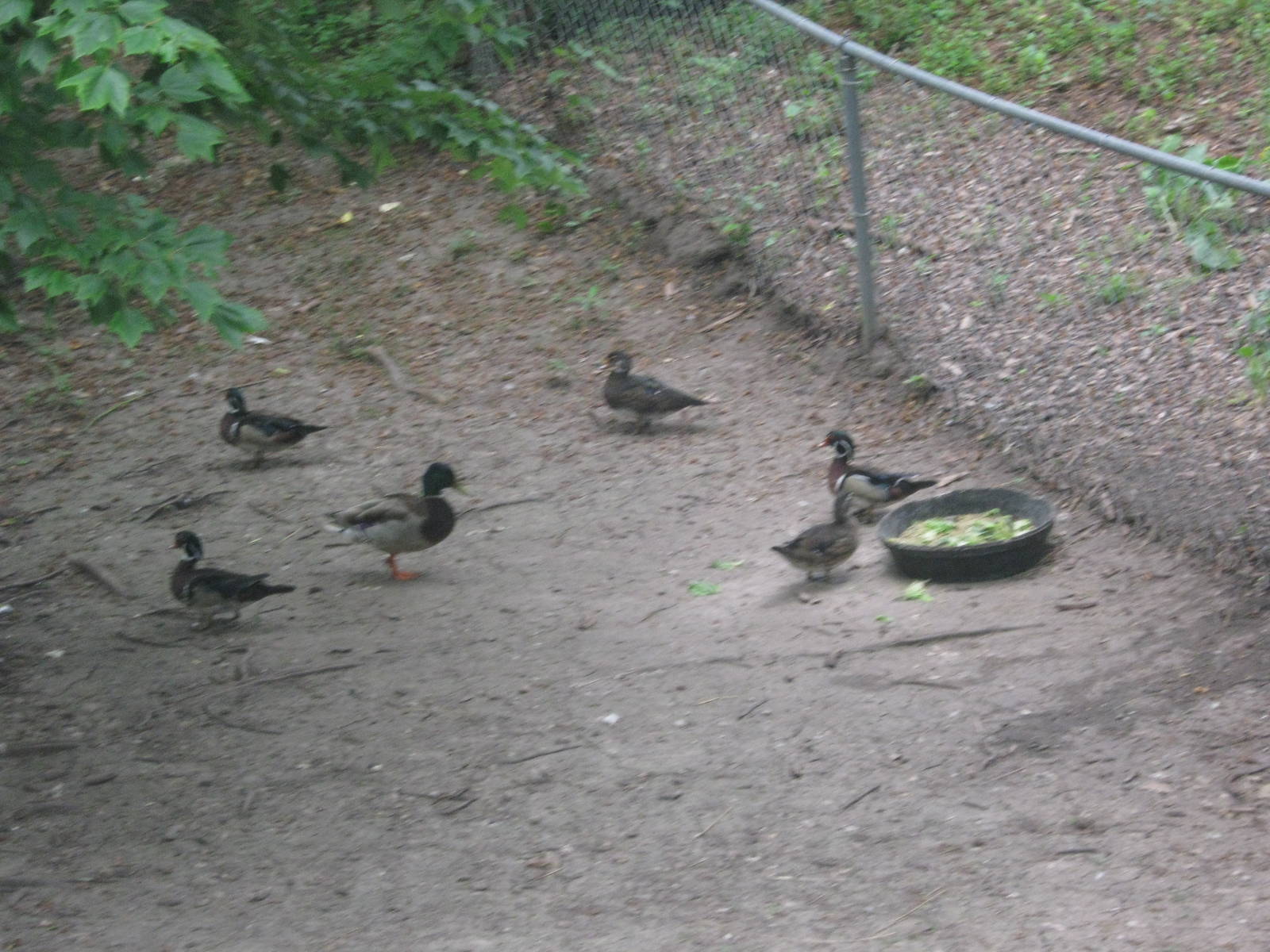 Waterfowl Pond-Mallard Ducks