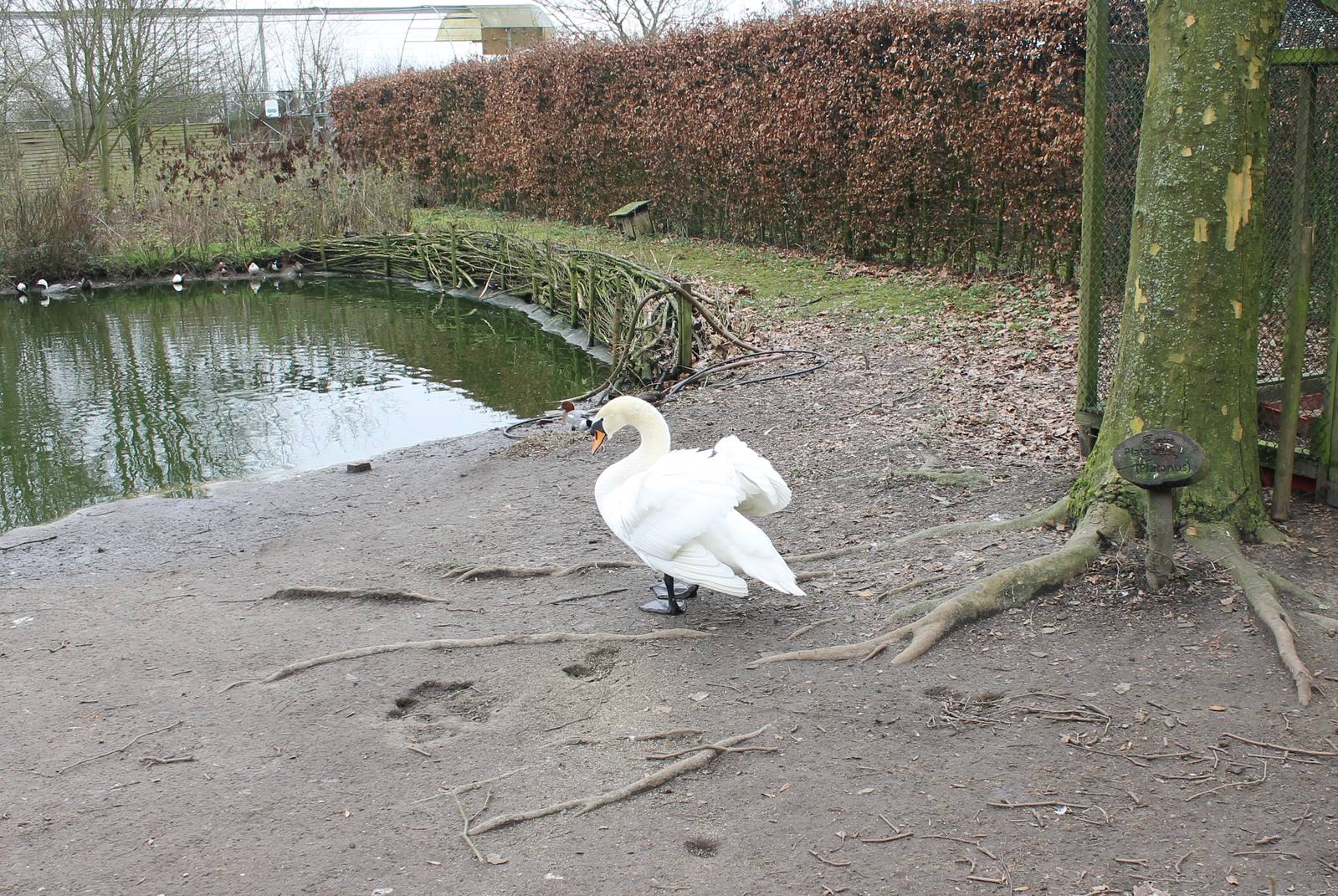 Waterfowl pond - Mute swan