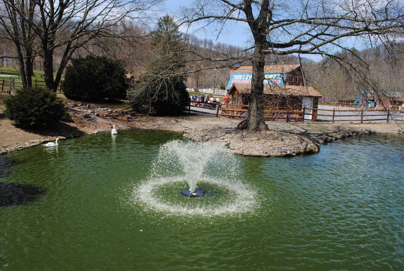 Waterfowl Pond (Mute Swans, Black Swans, Egyptian Geese, Domestic Ducks)