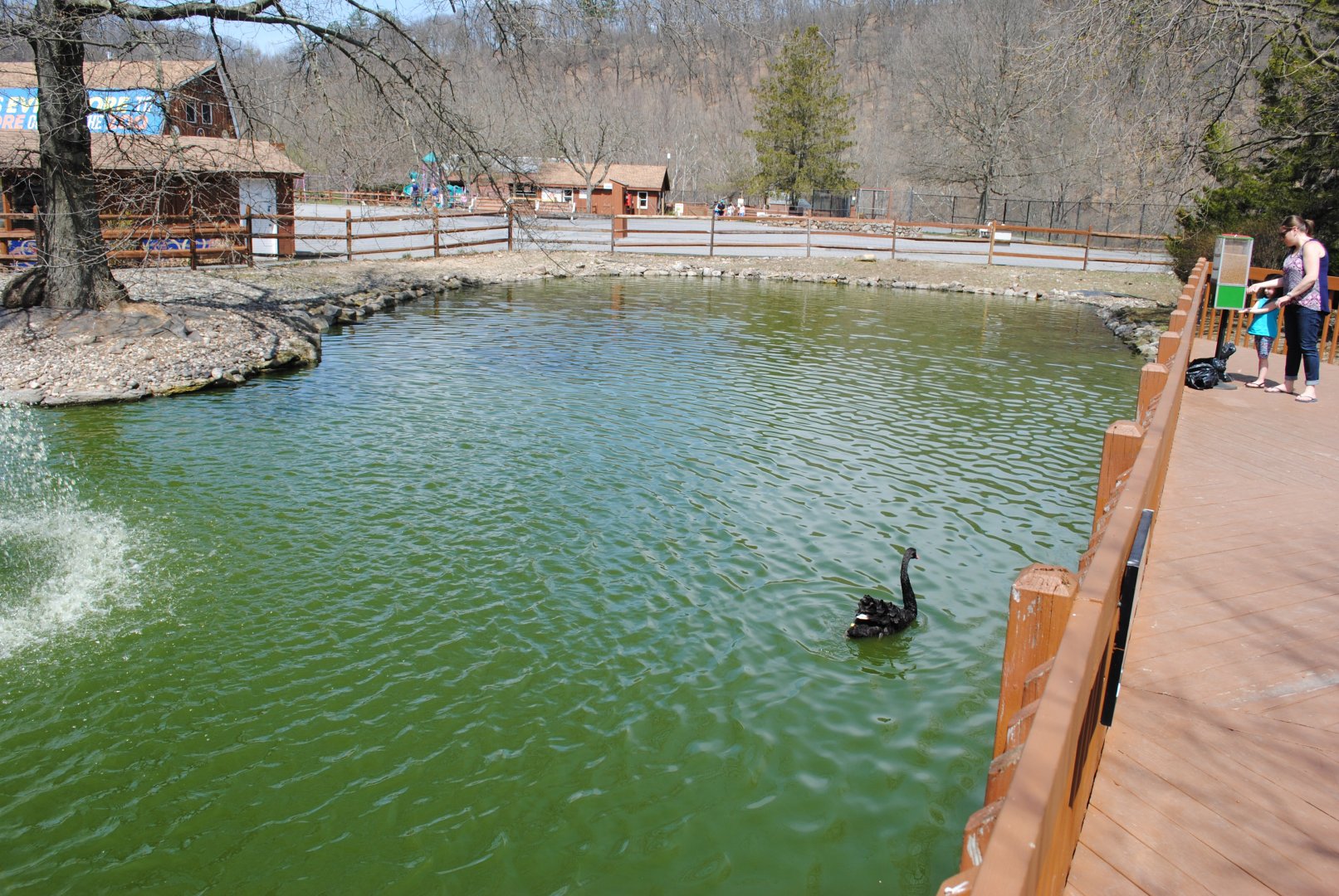 Waterfowl Pond (Mute Swans, Black Swans, Egyptian Geese, Domestic Ducks)