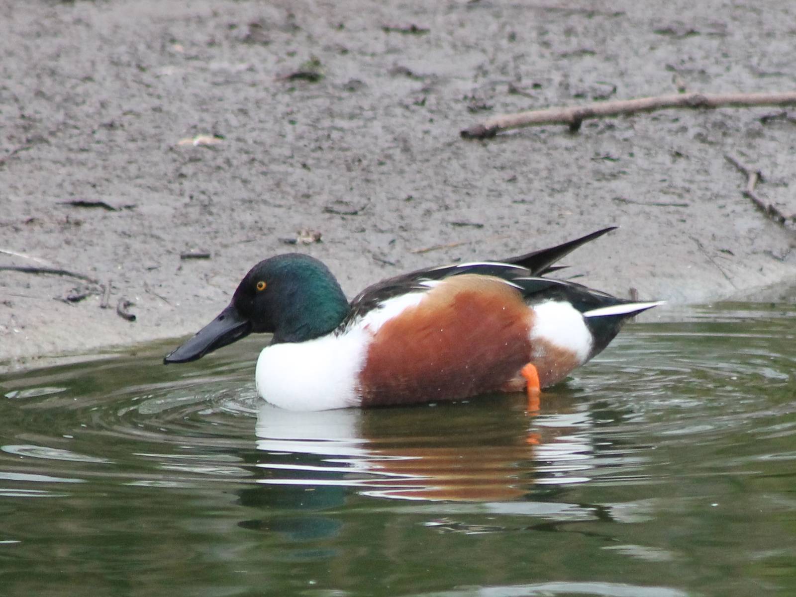 Waterfowl pond - Northern shoveler male