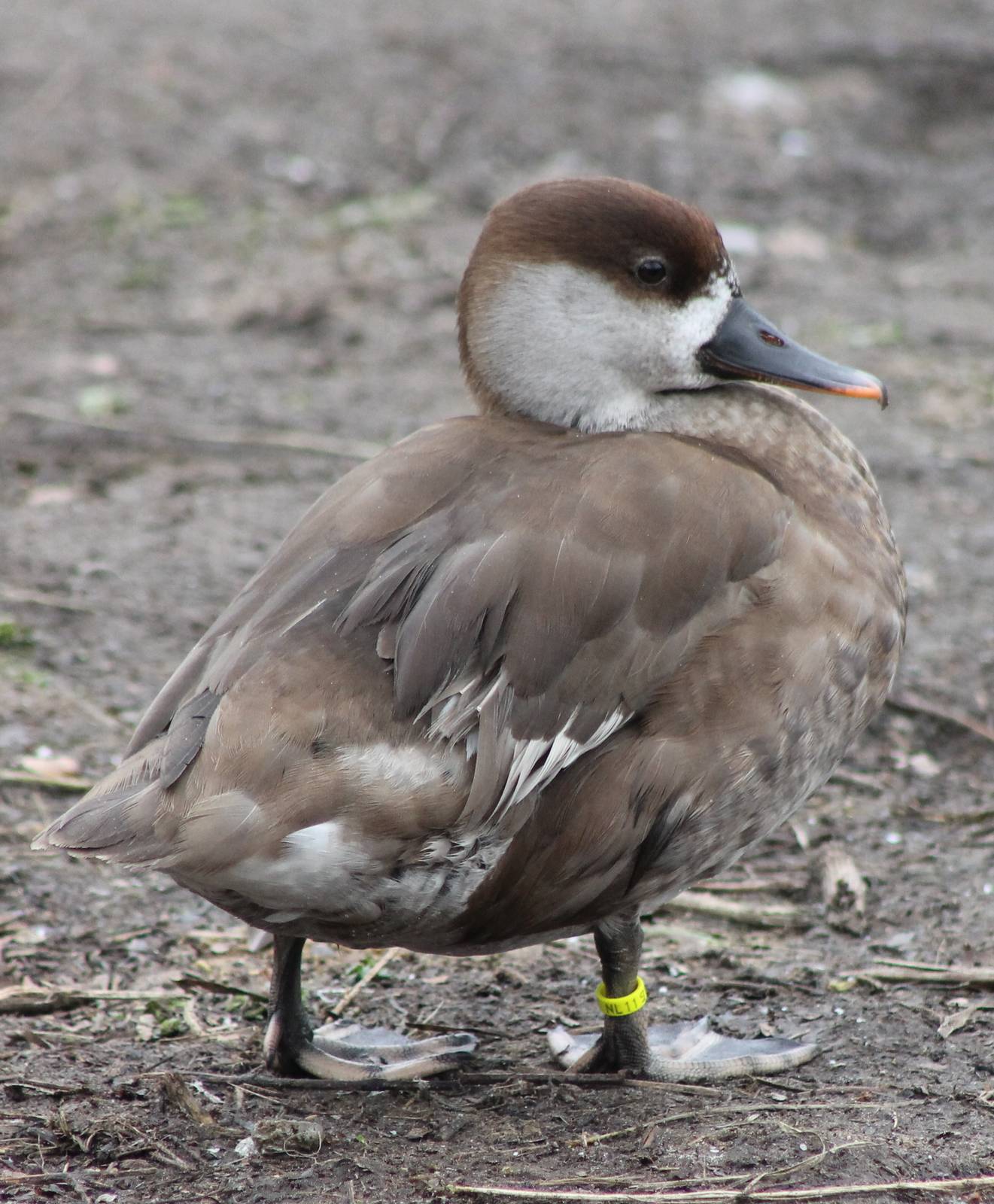 Waterfowl pond- Red-crested pochard female