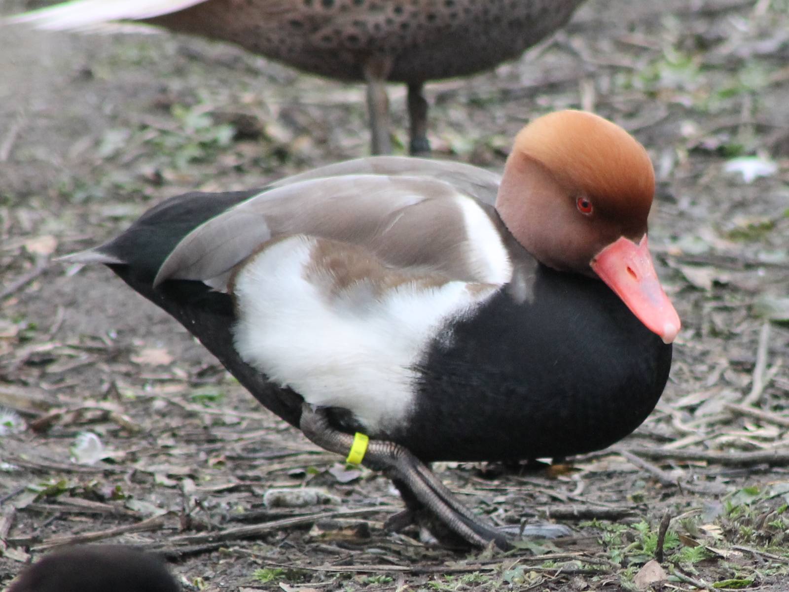 Waterfowl pond - Red-crested pochard male