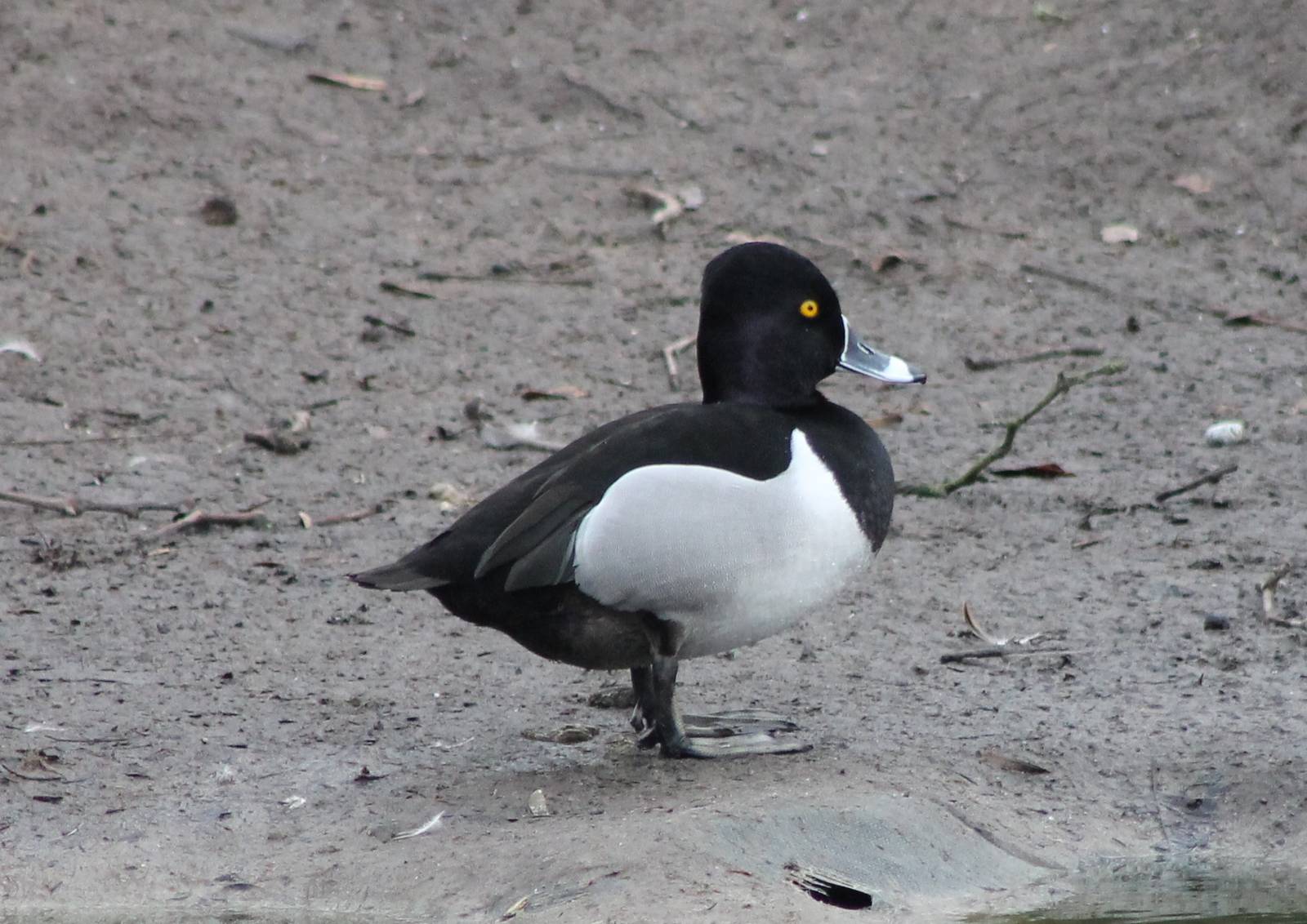 Waterfowl pond - Ring-necked duck male