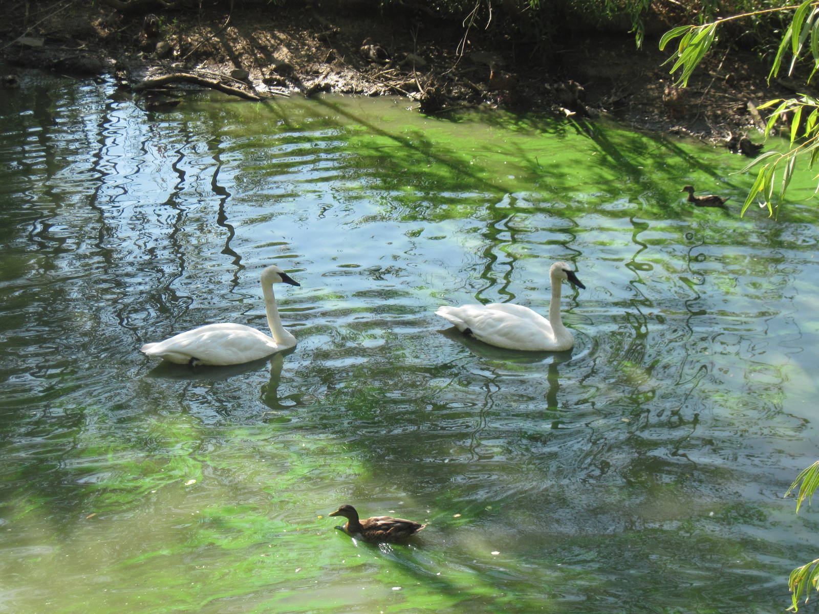 Waterfowl Pond-Trumpeter Swans