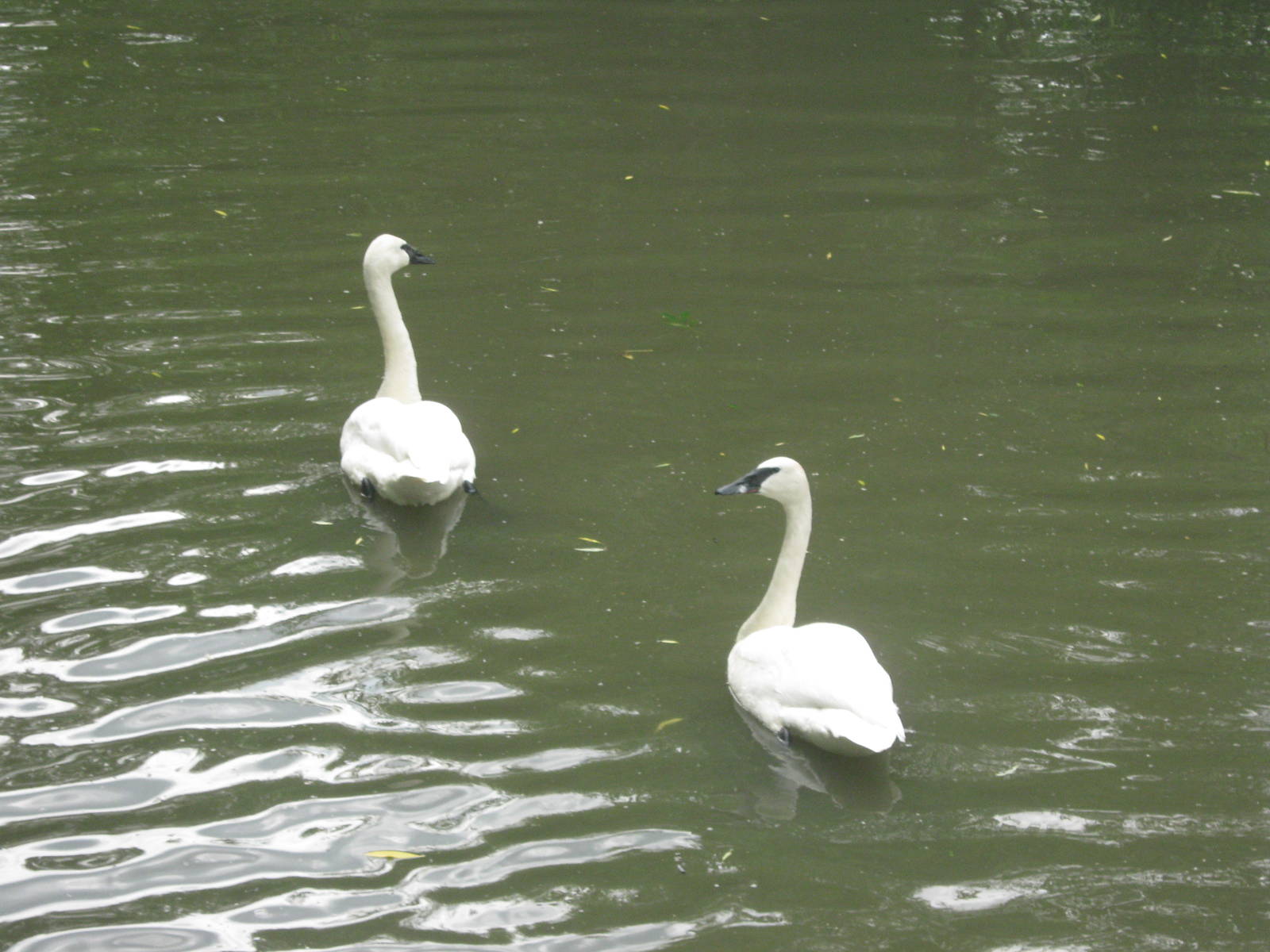 Waterfowl Pond-Trumpeter Swans