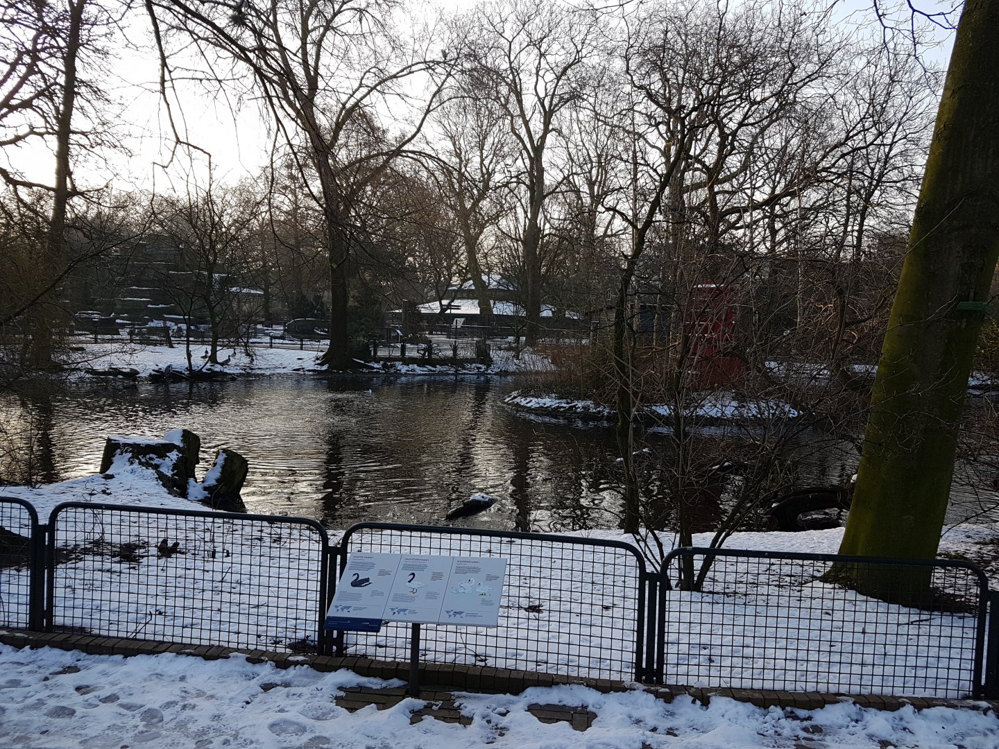 Waterfowl pond with Gibbon-island