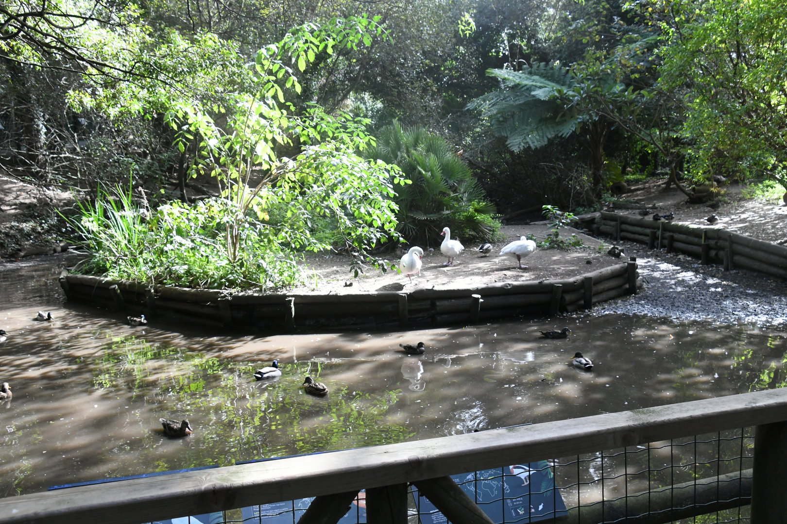 Waterfowl Pond (Zoo Lourosa)