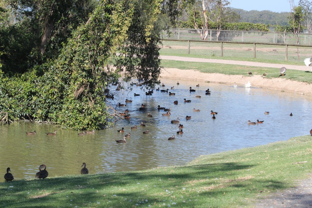Waterfowl Pond