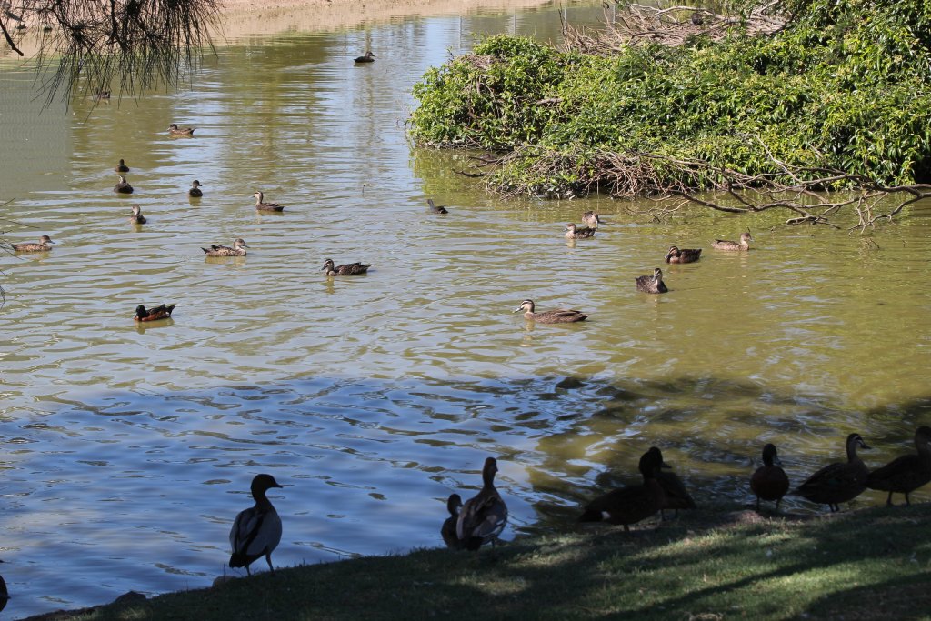 Waterfowl Pond