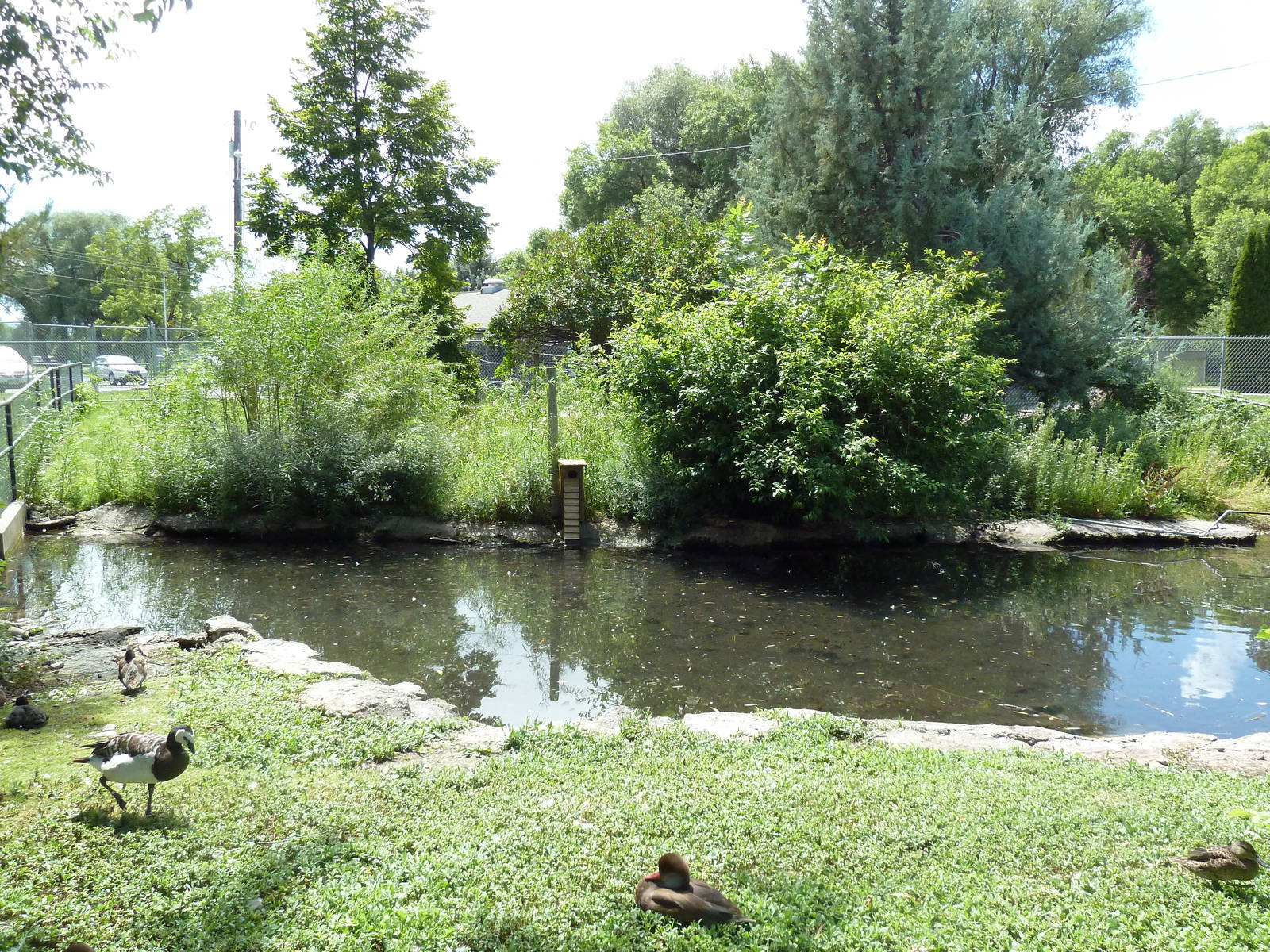 Waterfowl Pond