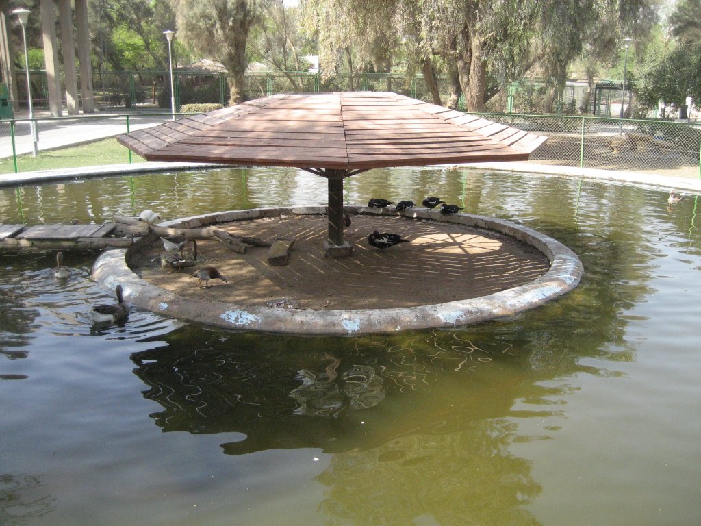 Waterfowl Pond