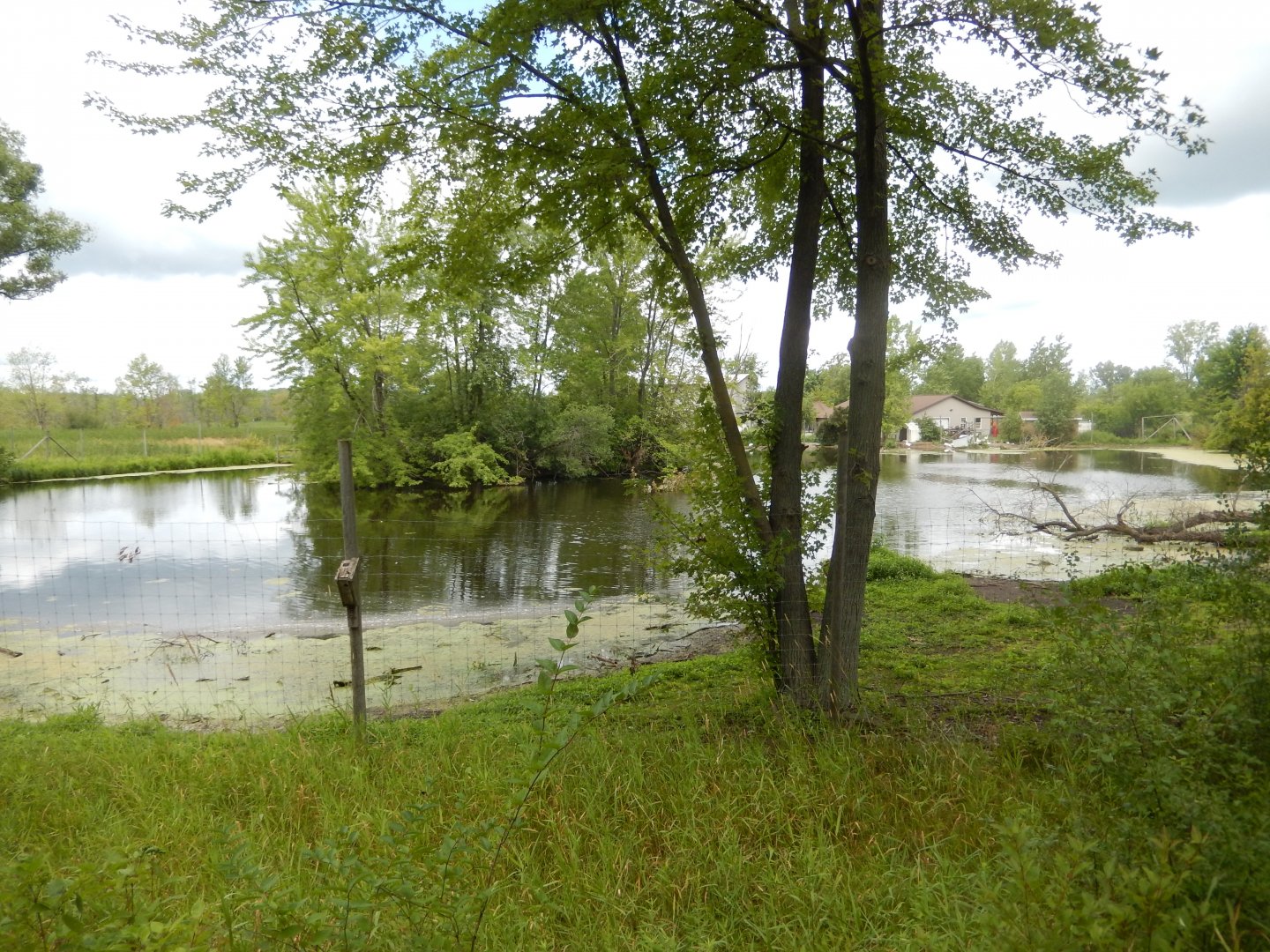Waterfowl Pond