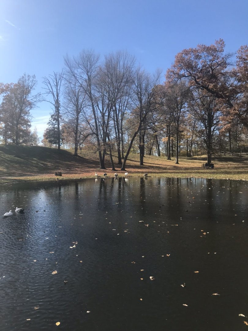 Waterfowl pond