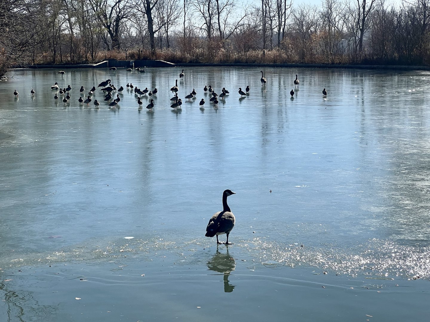Waterfowl Pond