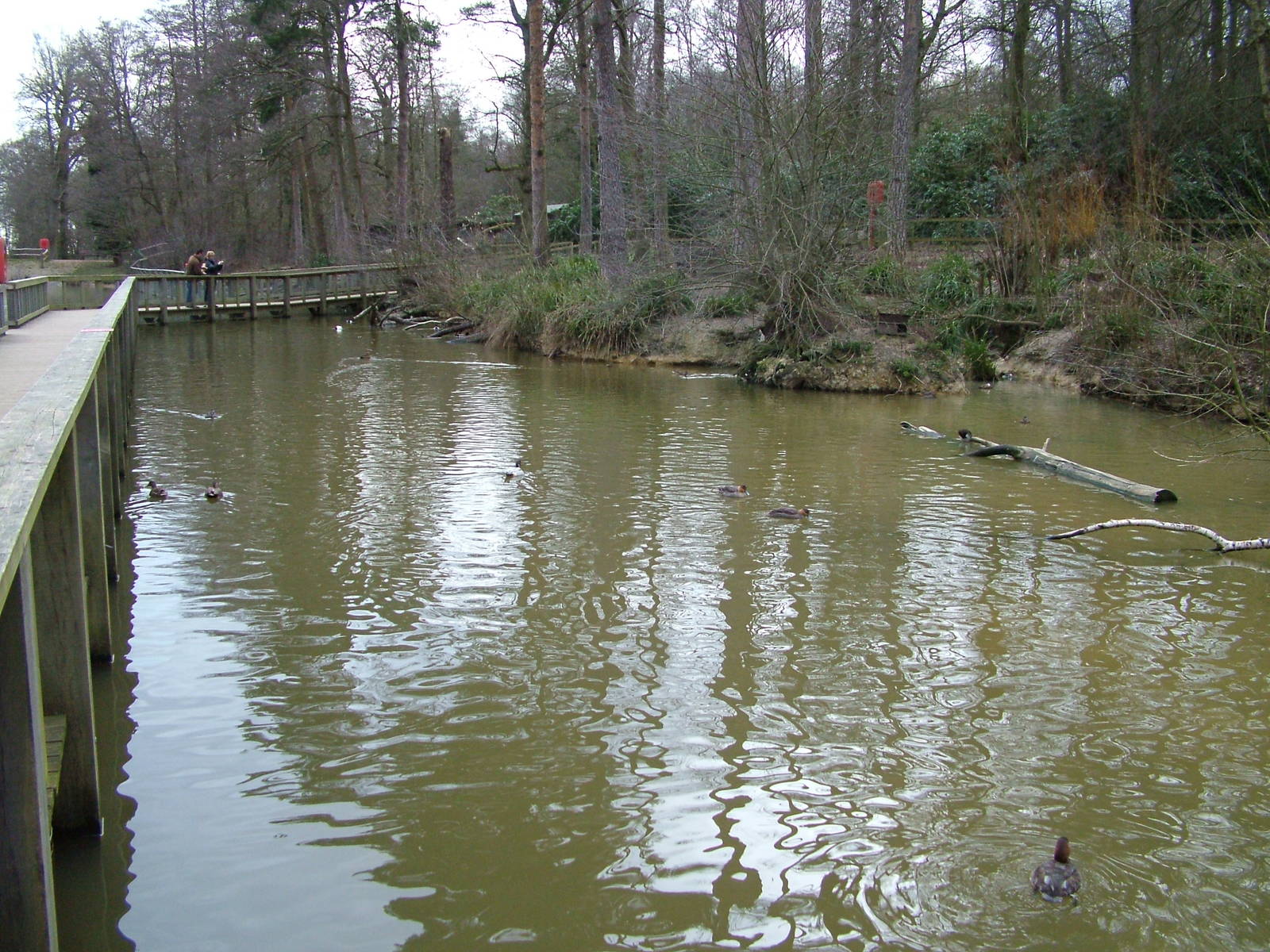 Waterfowl pool at Tilgate Nature Centre 14/03/10