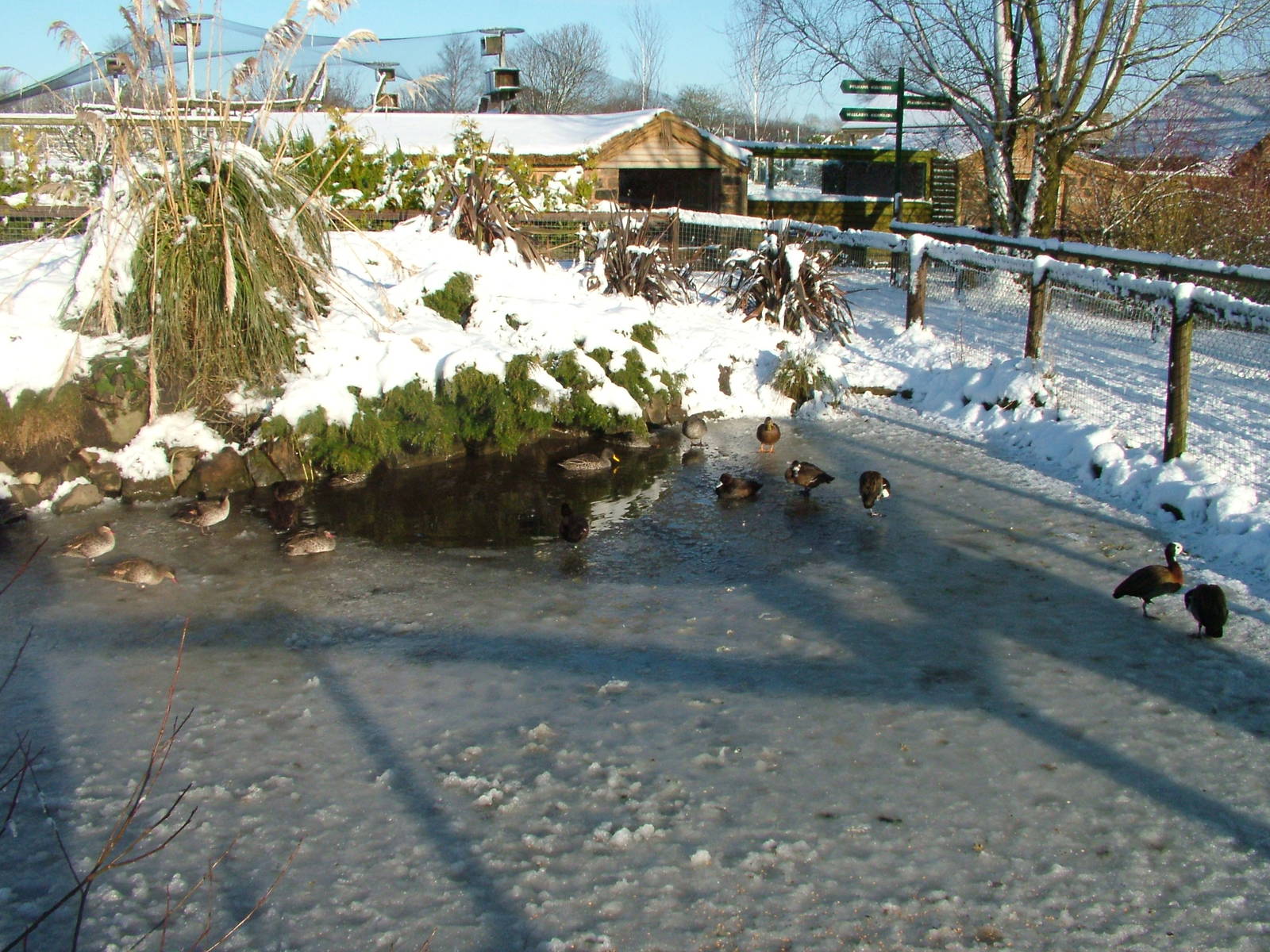 Waterfowl pool, Blackbrook in the Snow, 03/01/10