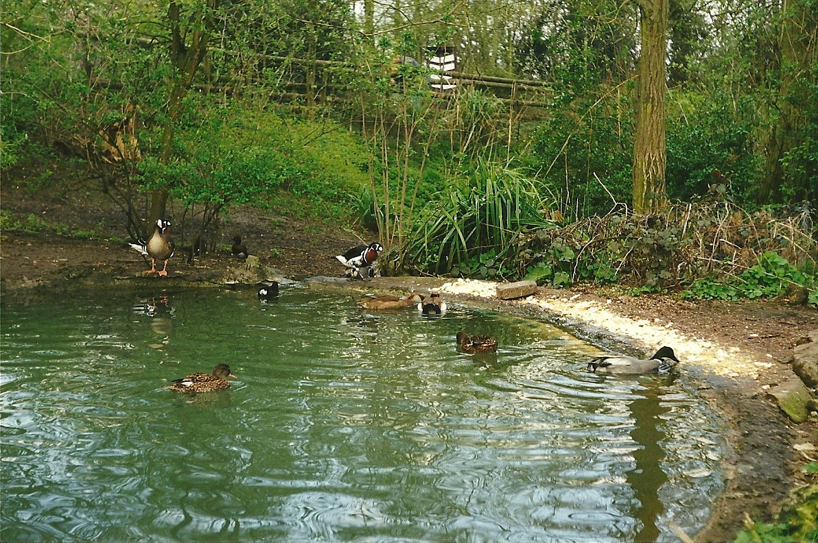 Waterfowl pool in walk-through area 2nd April 1999