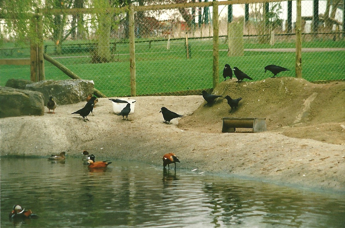 Waterfowl pool with hangers on 25th March 2000
