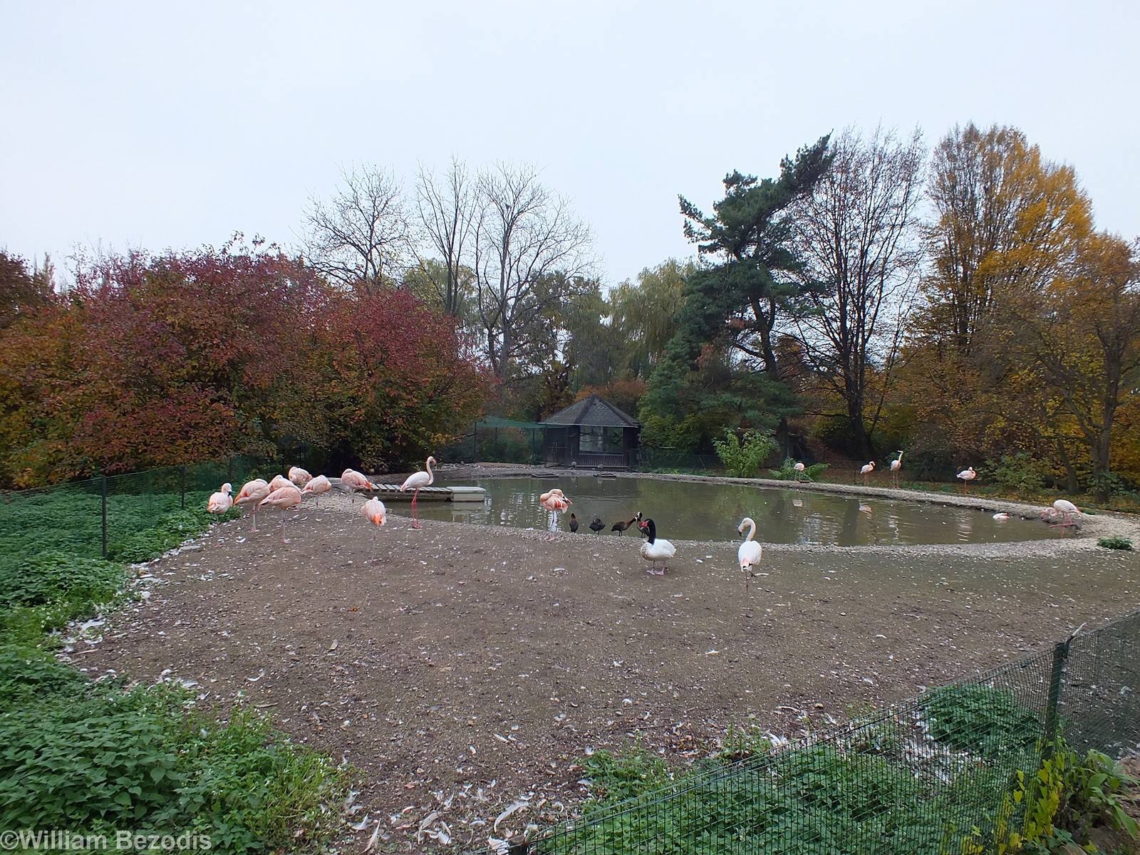 Waterfowl Pool