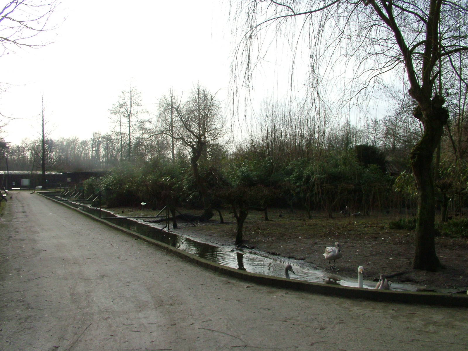 Waterfowl Rearing Area at Planckendael Jan 09