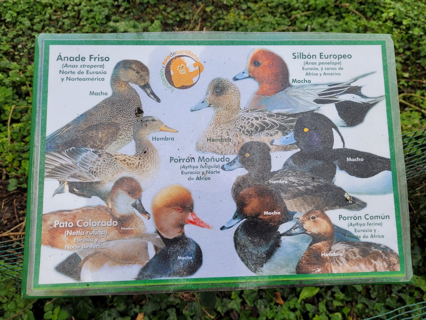 Waterfowl sign -Zoo de Santillana del Mar (2023)