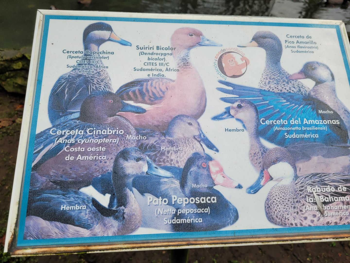 Waterfowl sign -Zoo de Santillana del Mar (2023)