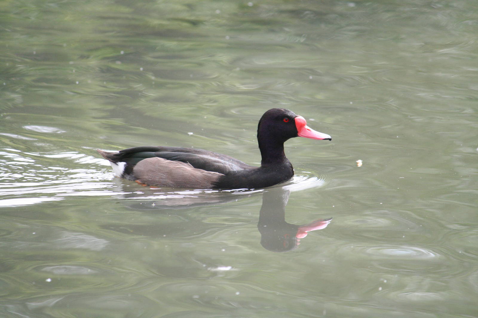 Waterfowl sp?