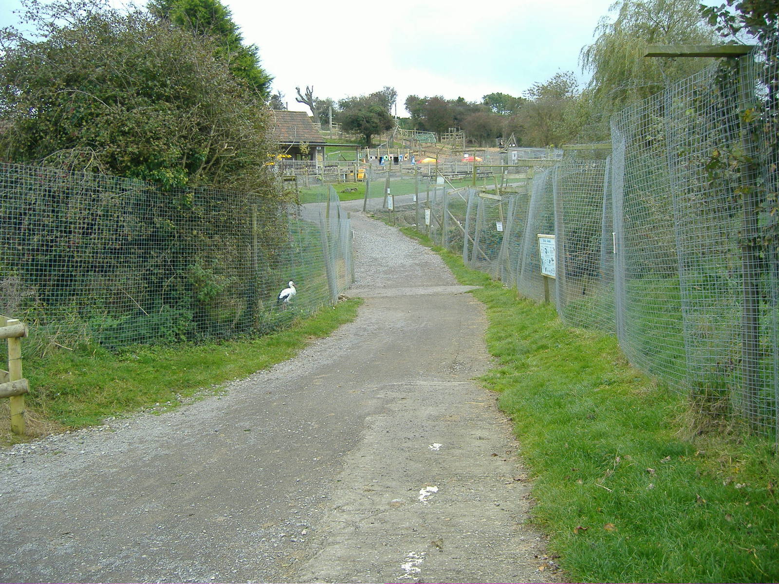 Waterfowl, Storks and Cranes