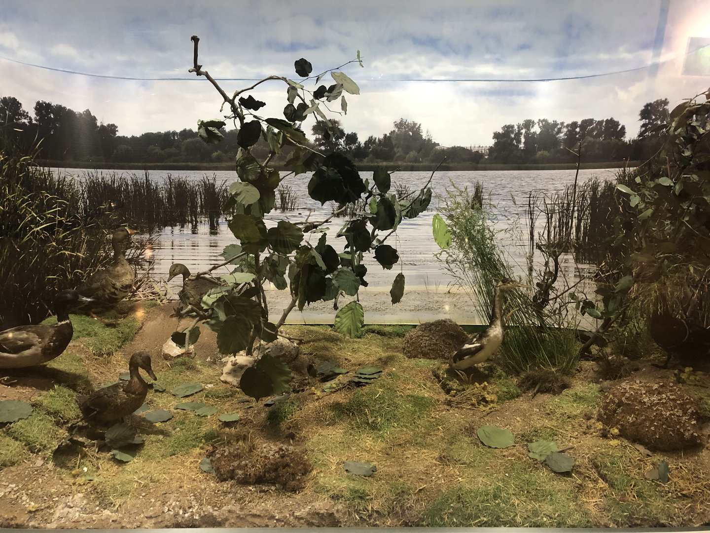 Waterfowl taxidermy at the MTA Natural History Museum