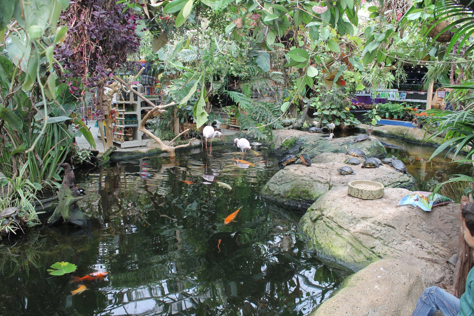 Waterfowl - turtle pond