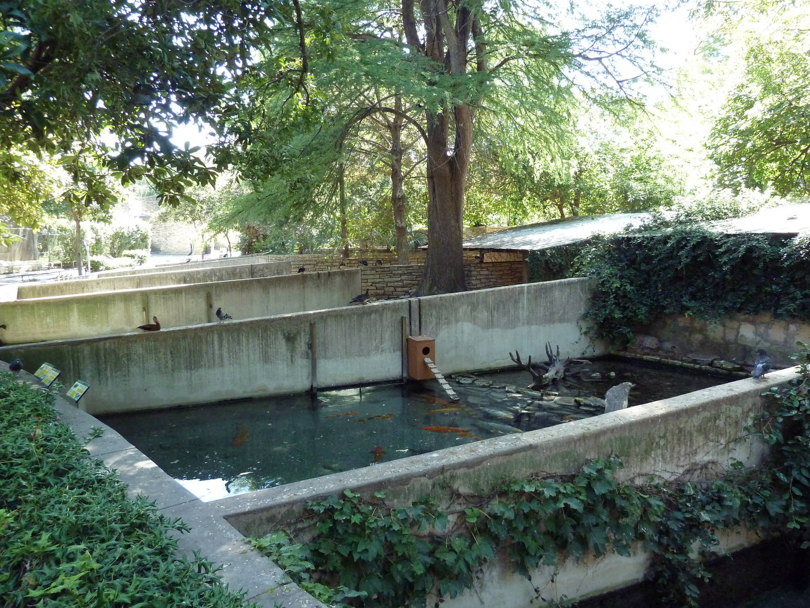Waterfowl/Turtle Pool (Cement Pit)
