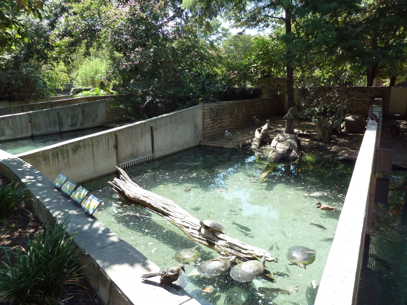 Waterfowl/Turtle Pool