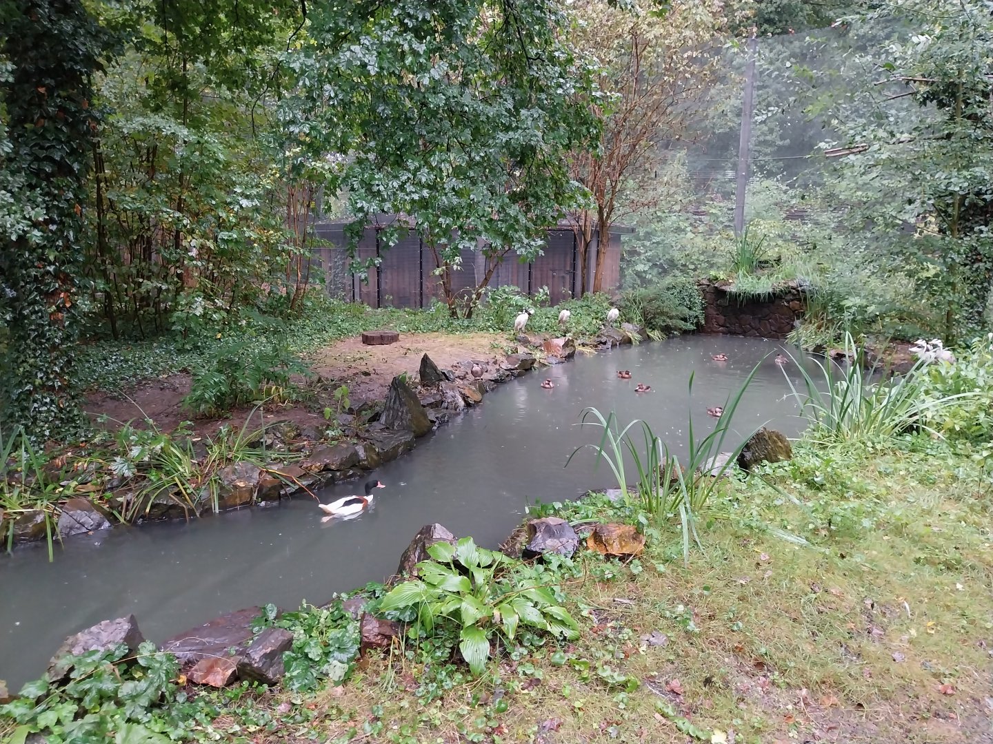 Waterfowl walk-through aviary