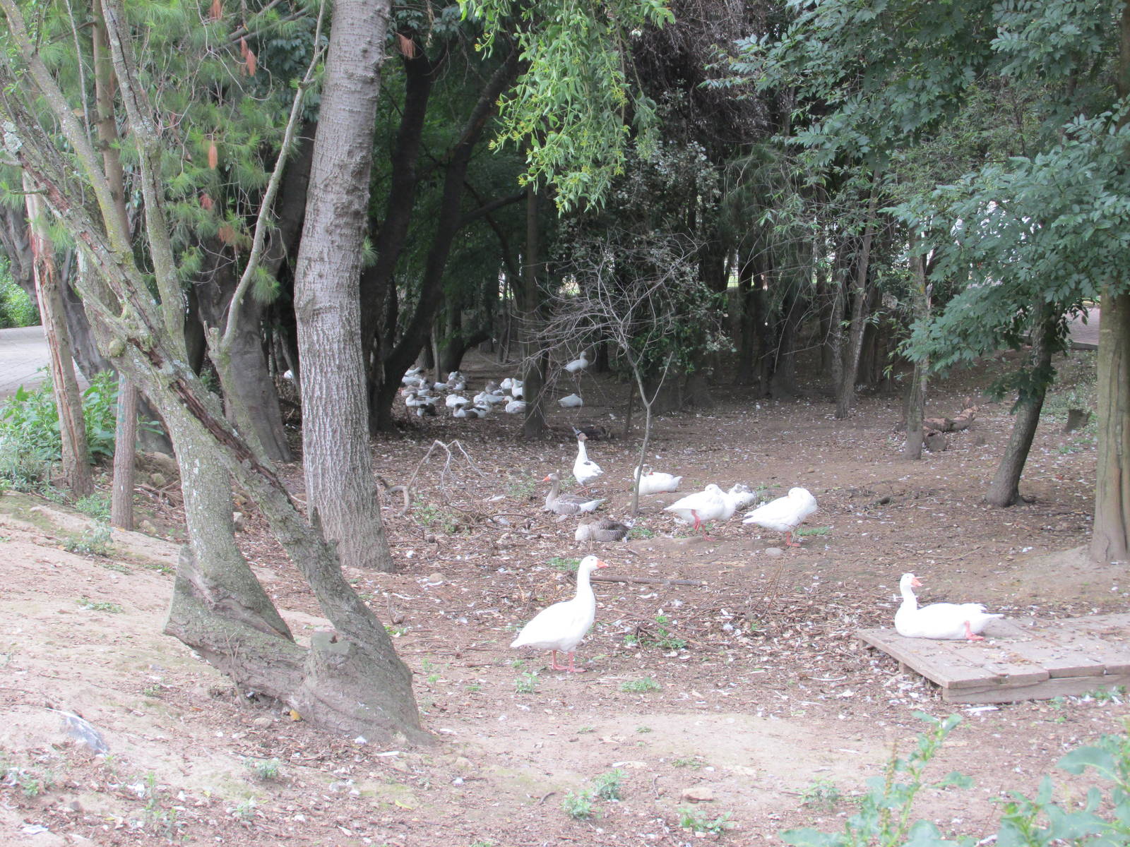 waterfowl zoologico del altiplano