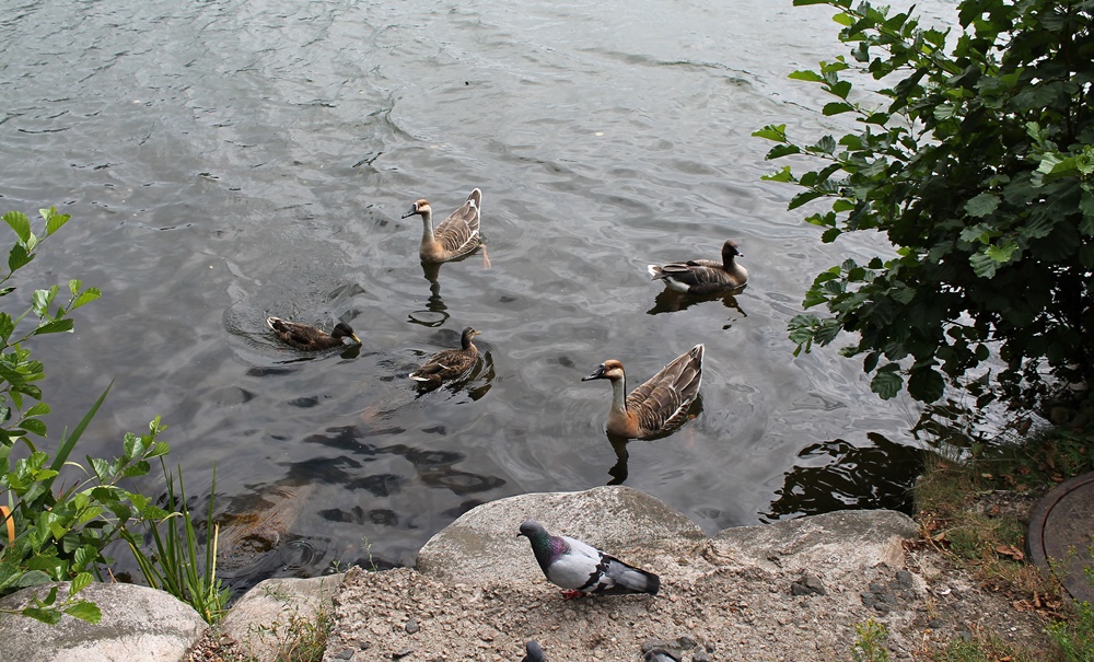 Waterfowl