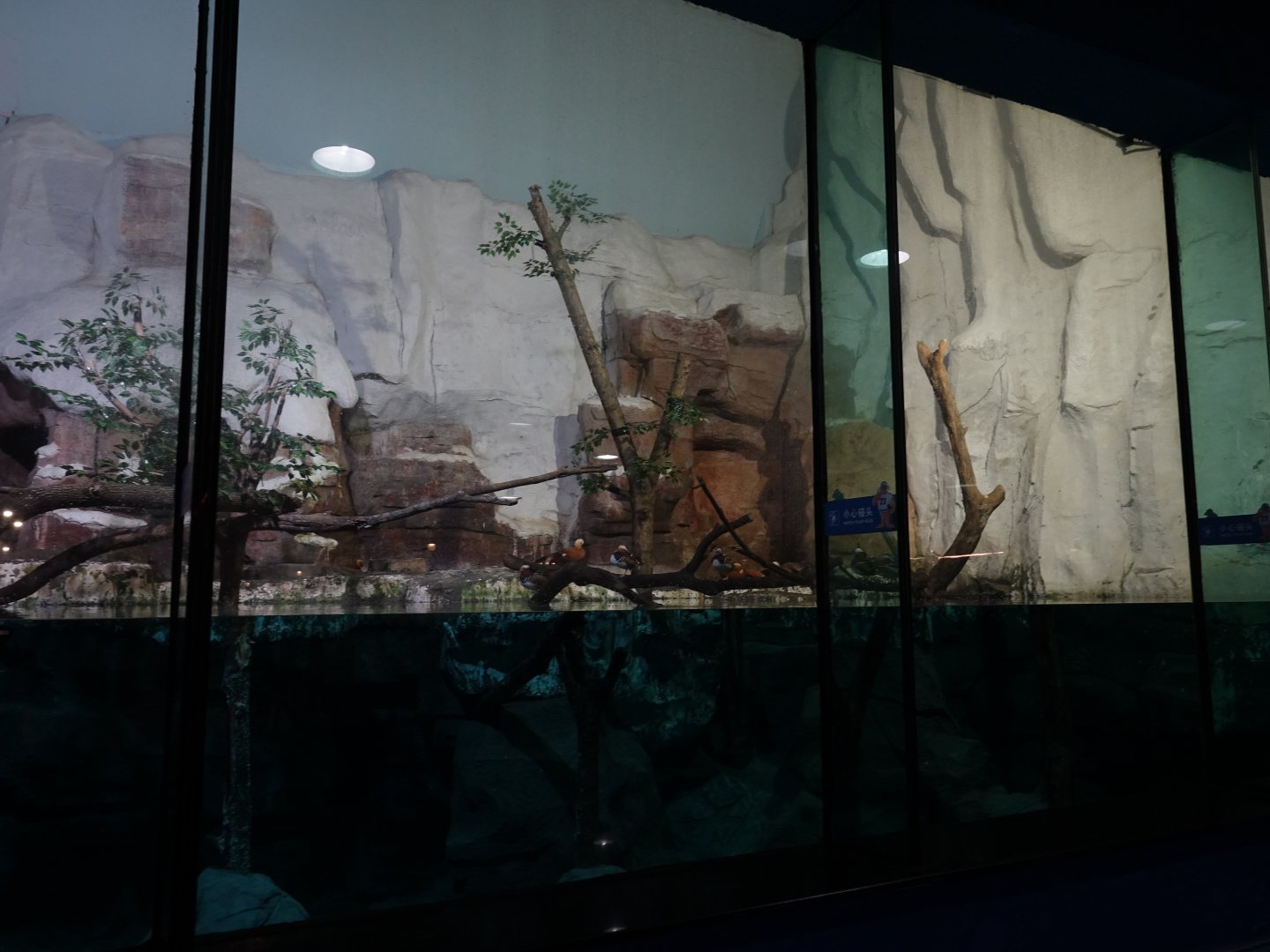 waterfowls, ducks. gulls - 16.04.2018