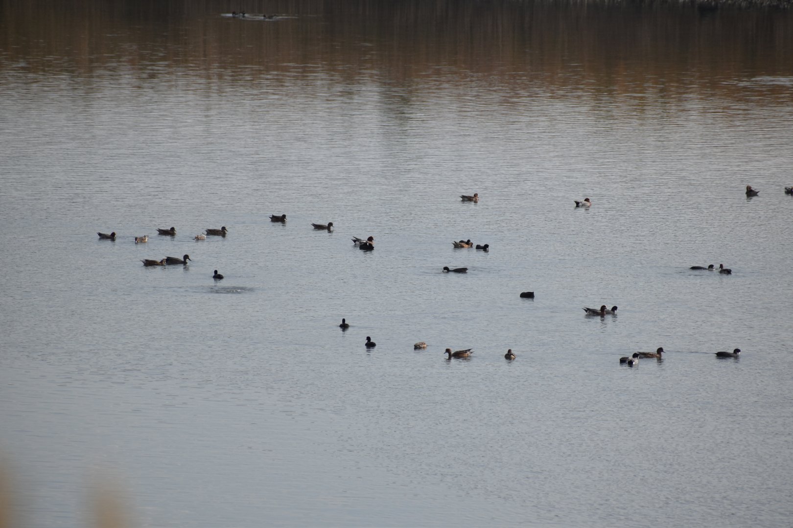 Waterfowls - Tokyo Port Wild Bird Park