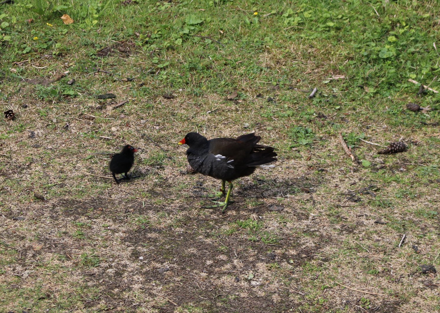 Waterhen with chick