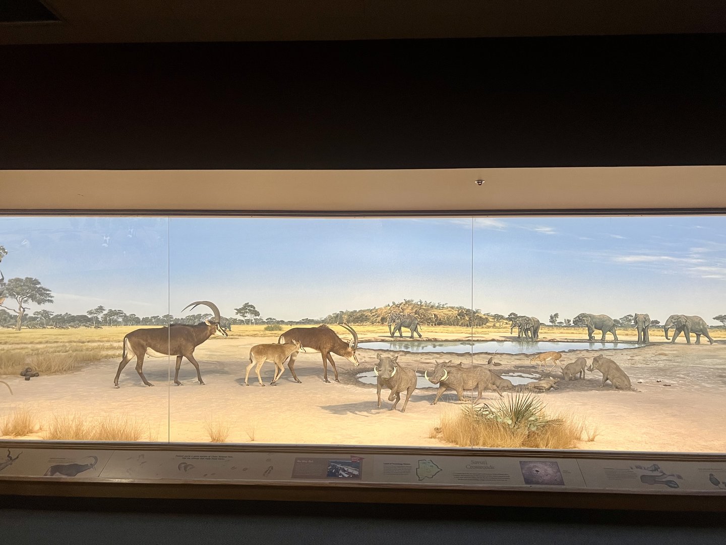 Waterhole Diorama
