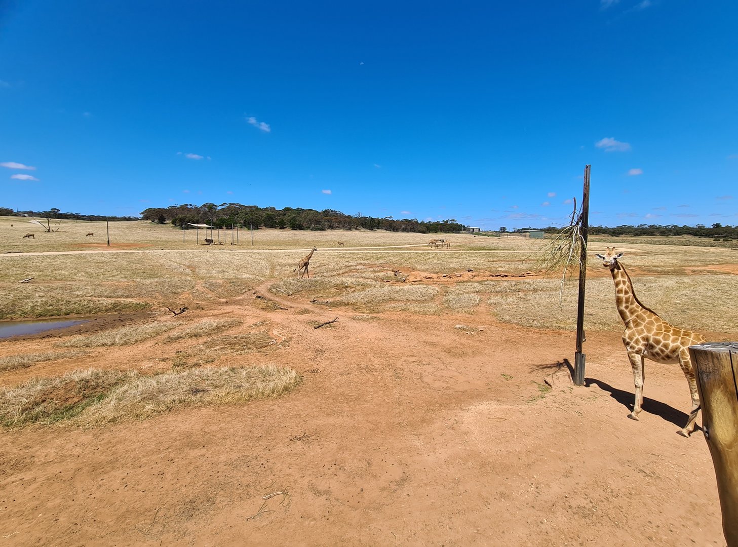 Waterhole Exhibit with Giraffe browsing