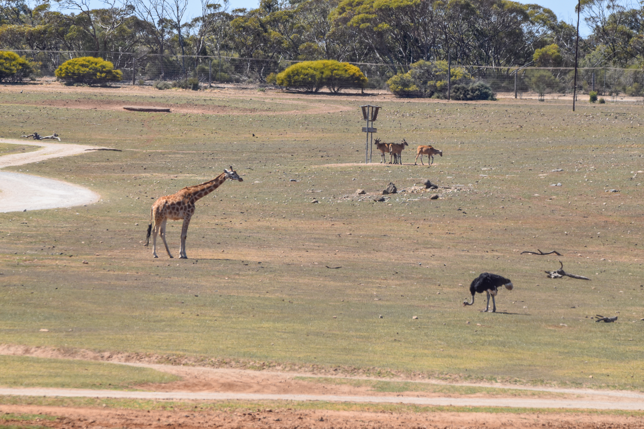 Waterhole habitat - Giraffe/eland/ostrich