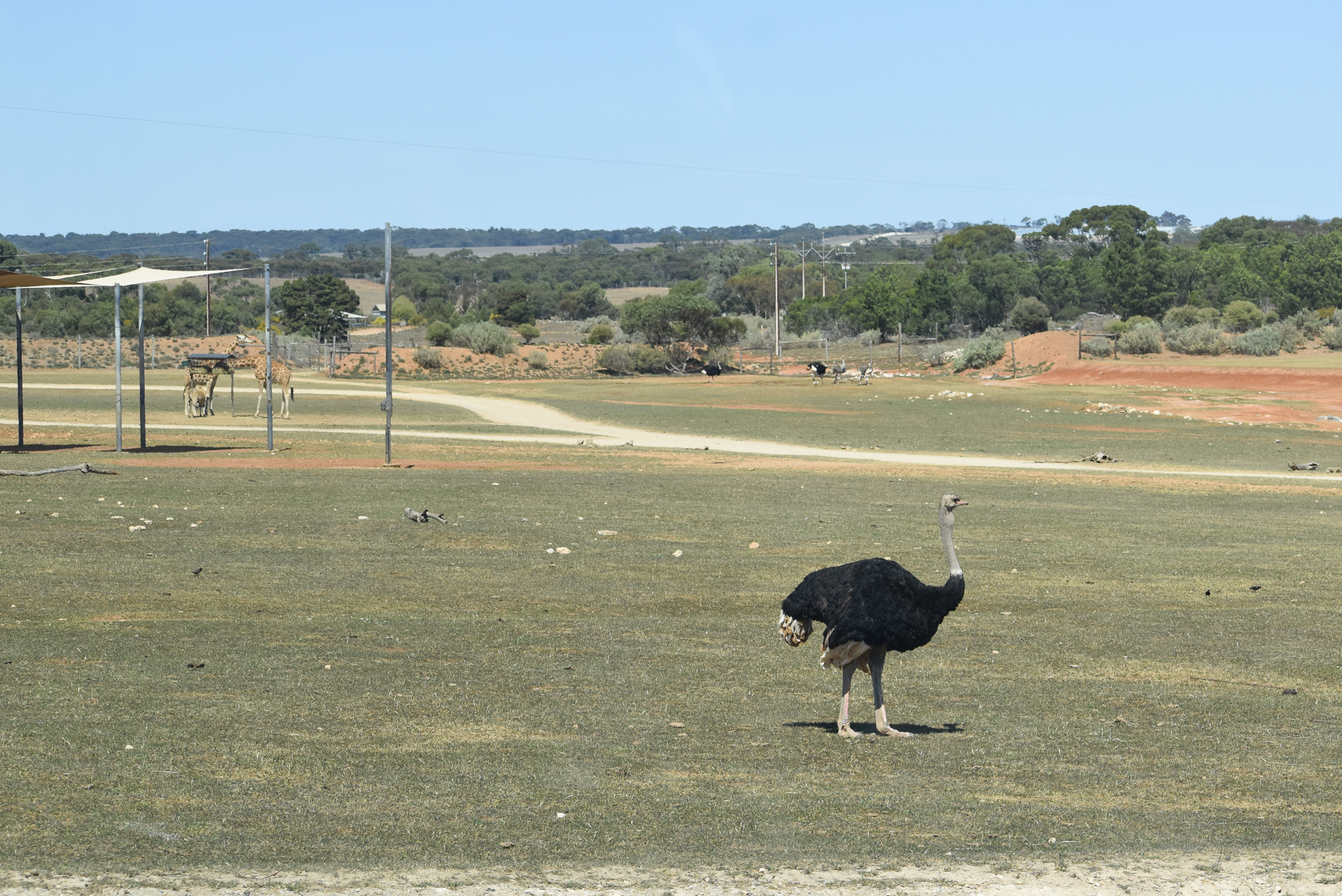 Waterhole habitat