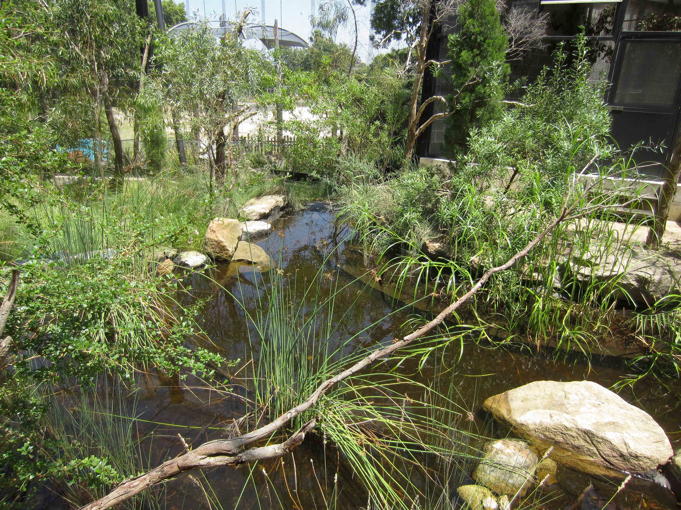 Waterhole in Arid Aviary