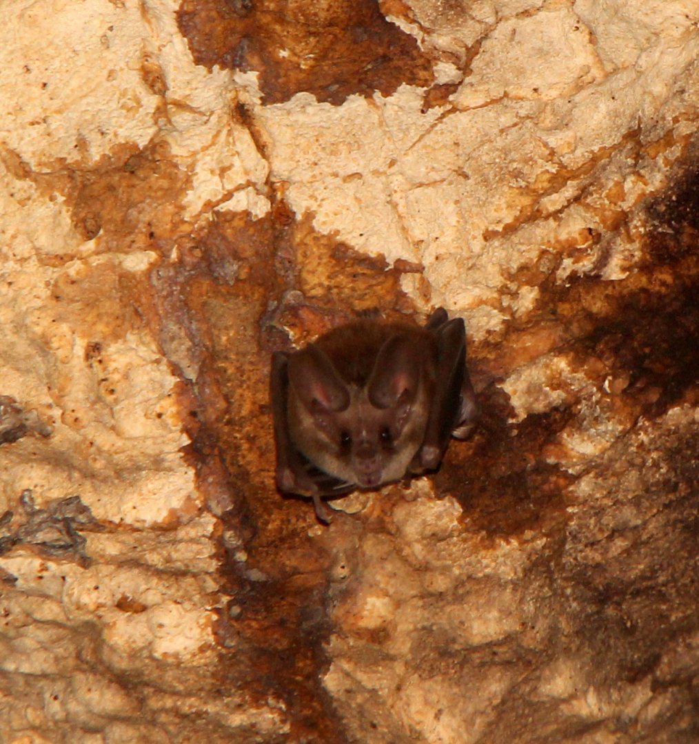 Waterhouse's leaf-nosed bat (Macrotus waterhousii)