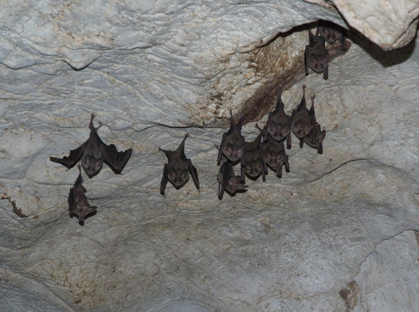 Waterhouse’s Leaf-nosed Bat (Macrotus waterhousii)