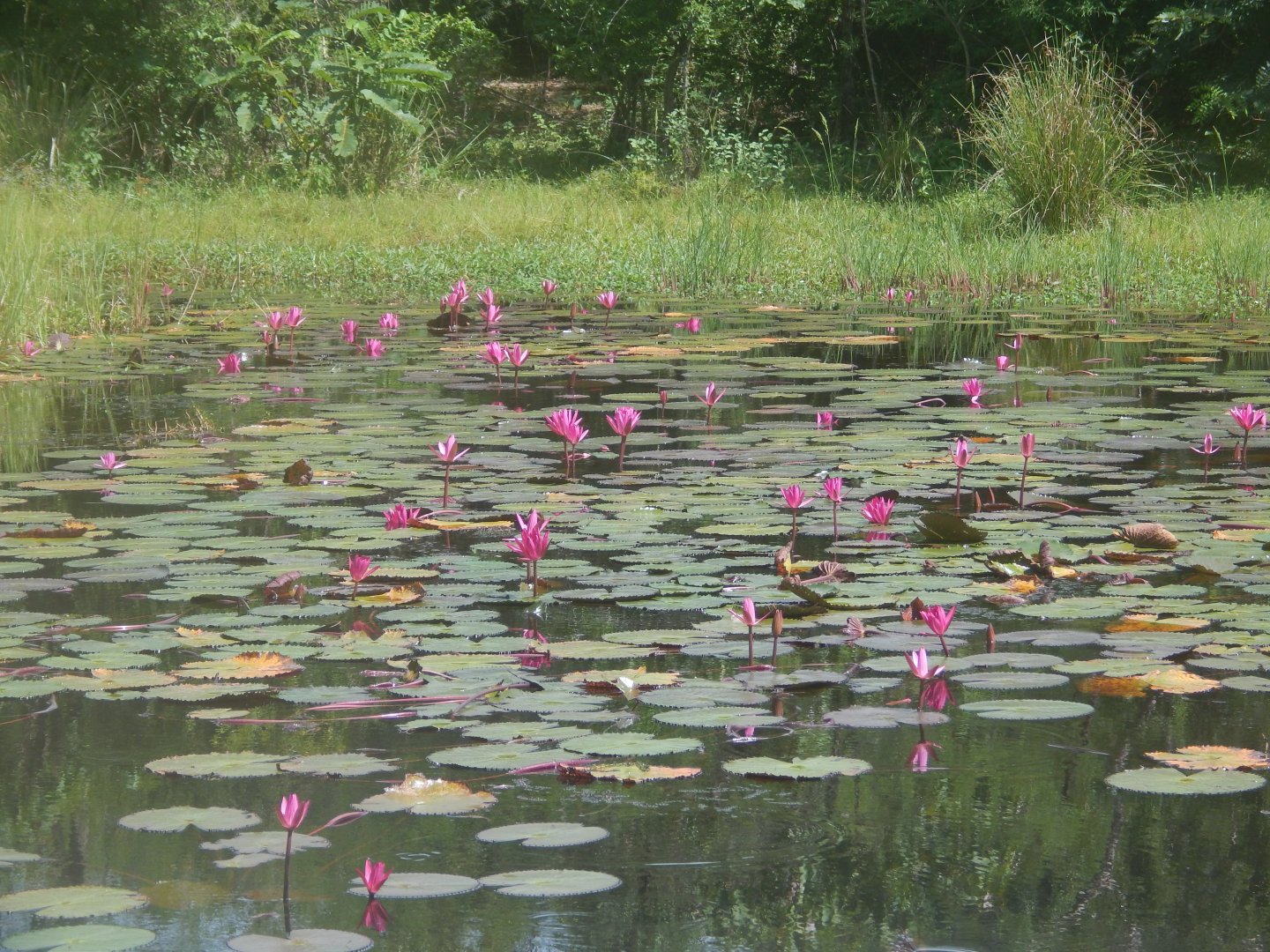 Waterlilies