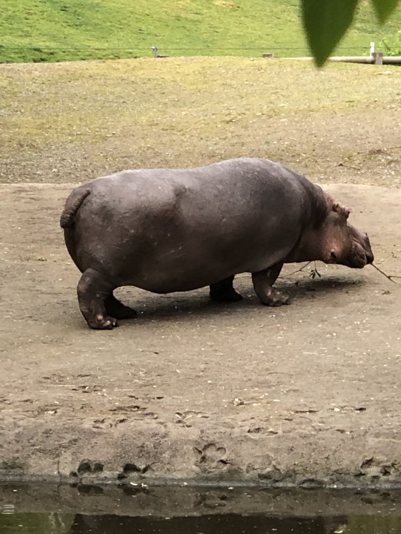 Waterlily (1978-2024)