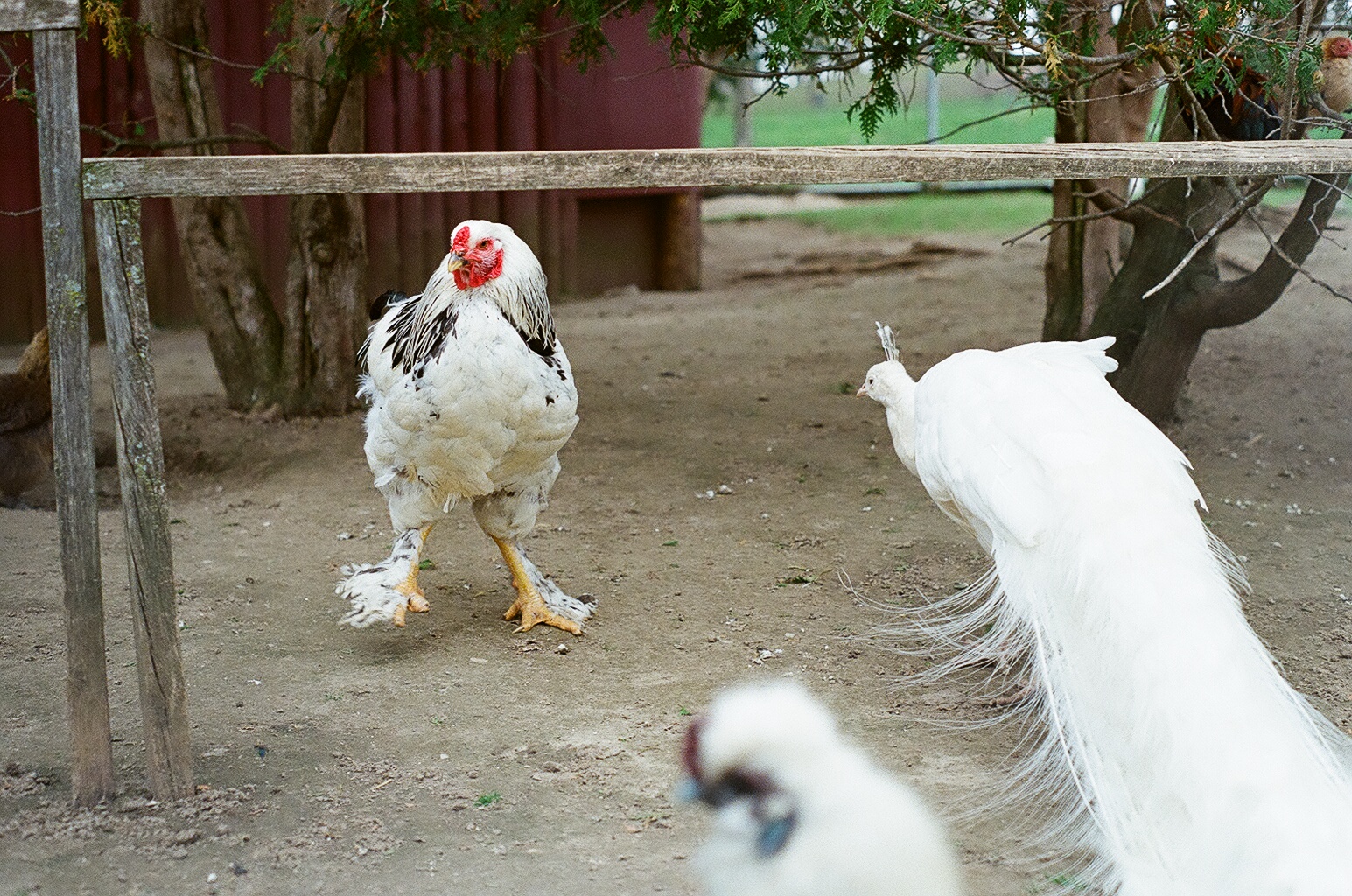 Waterloo Park - chickens and white peacock
